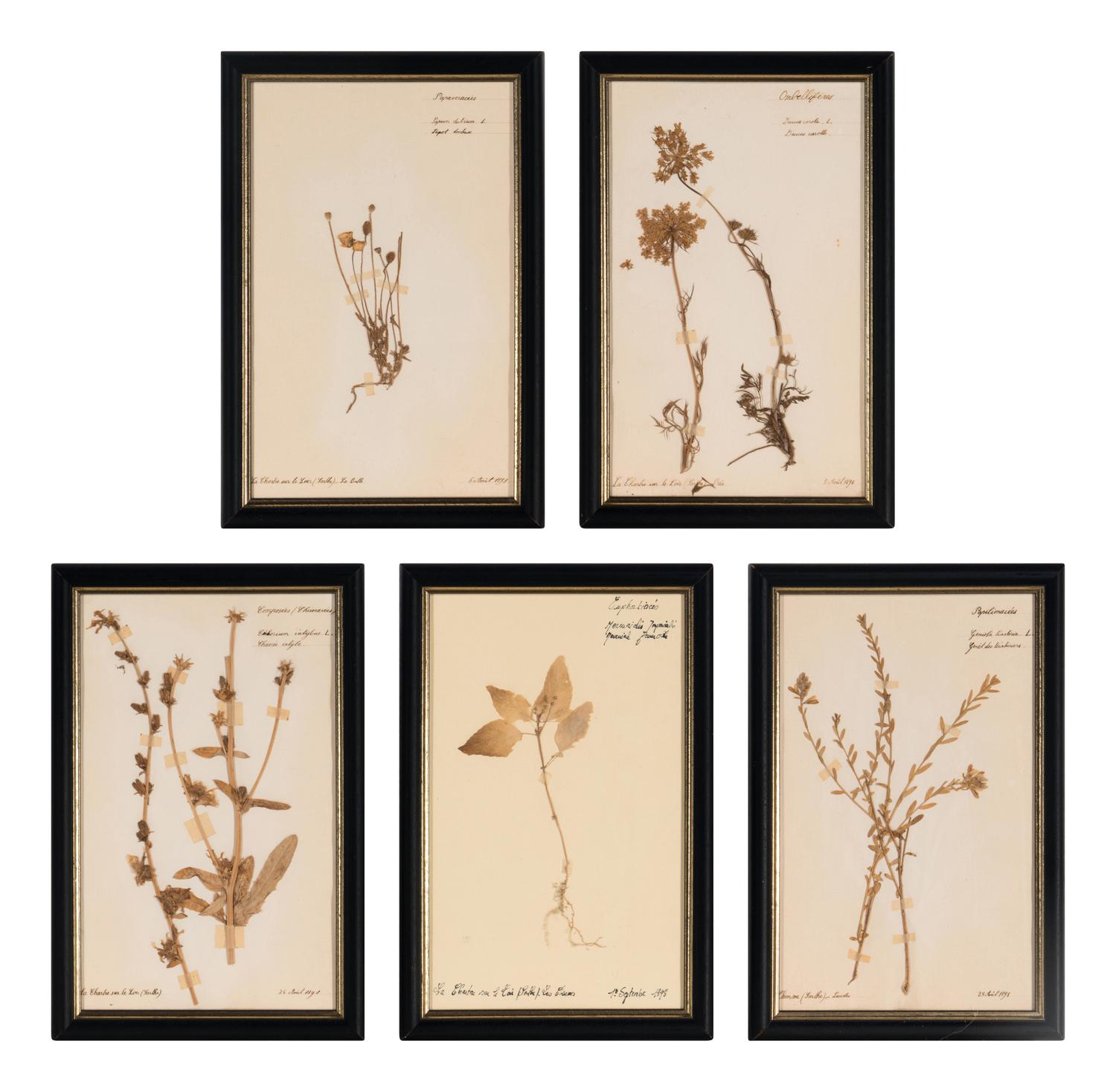 A Set of Forty-Six French Framed Botanical Specimens