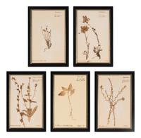 A Set of Forty-Six French Framed Botanical Specimens