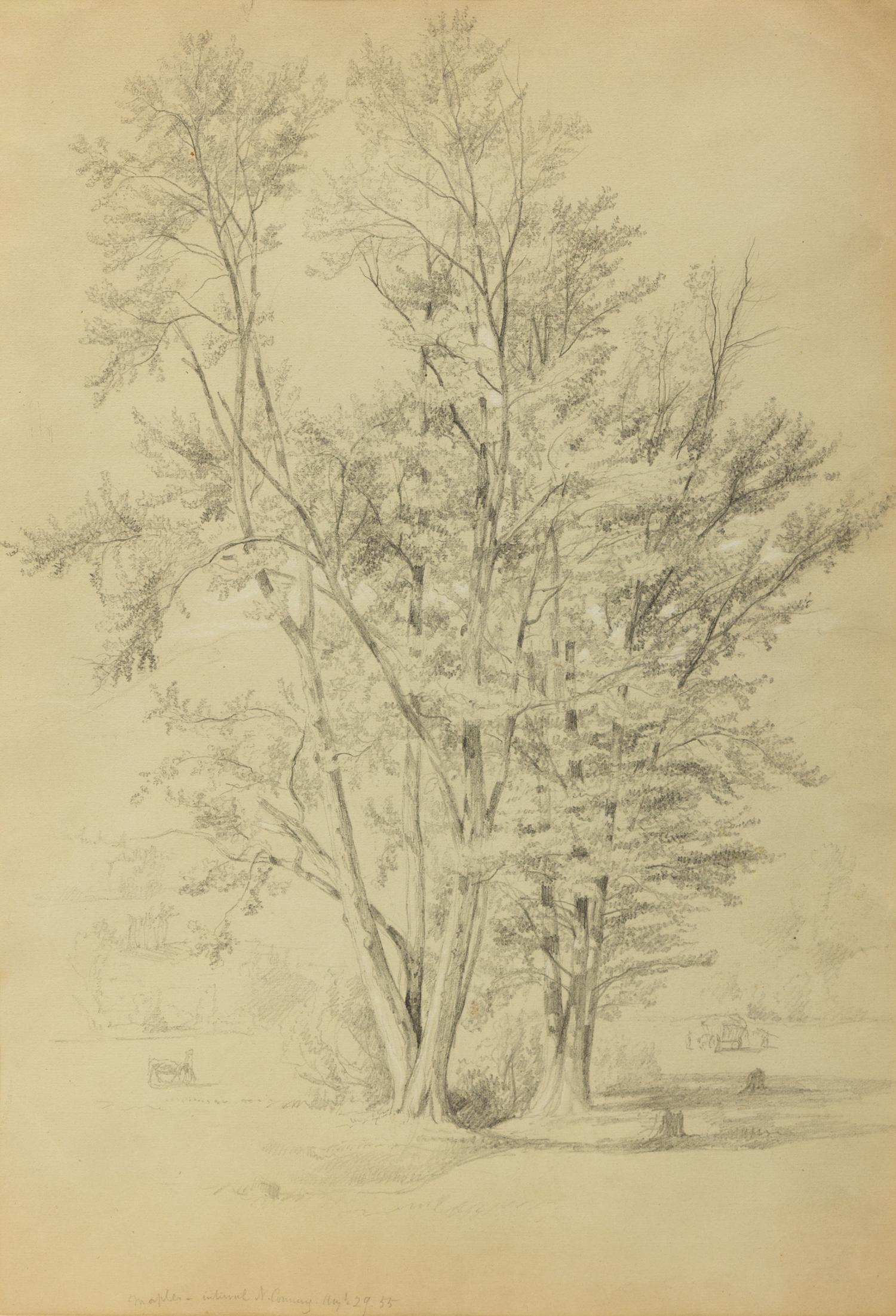 Two Trees: Maples - Interval, North Conway, New Hampshire