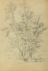 Two Trees: Maples - Interval, North Conway, New Hampshire