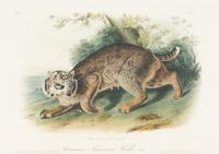 [Prints] Audubon, John James Group of 6 Lithographs from the Quadrupeds of America