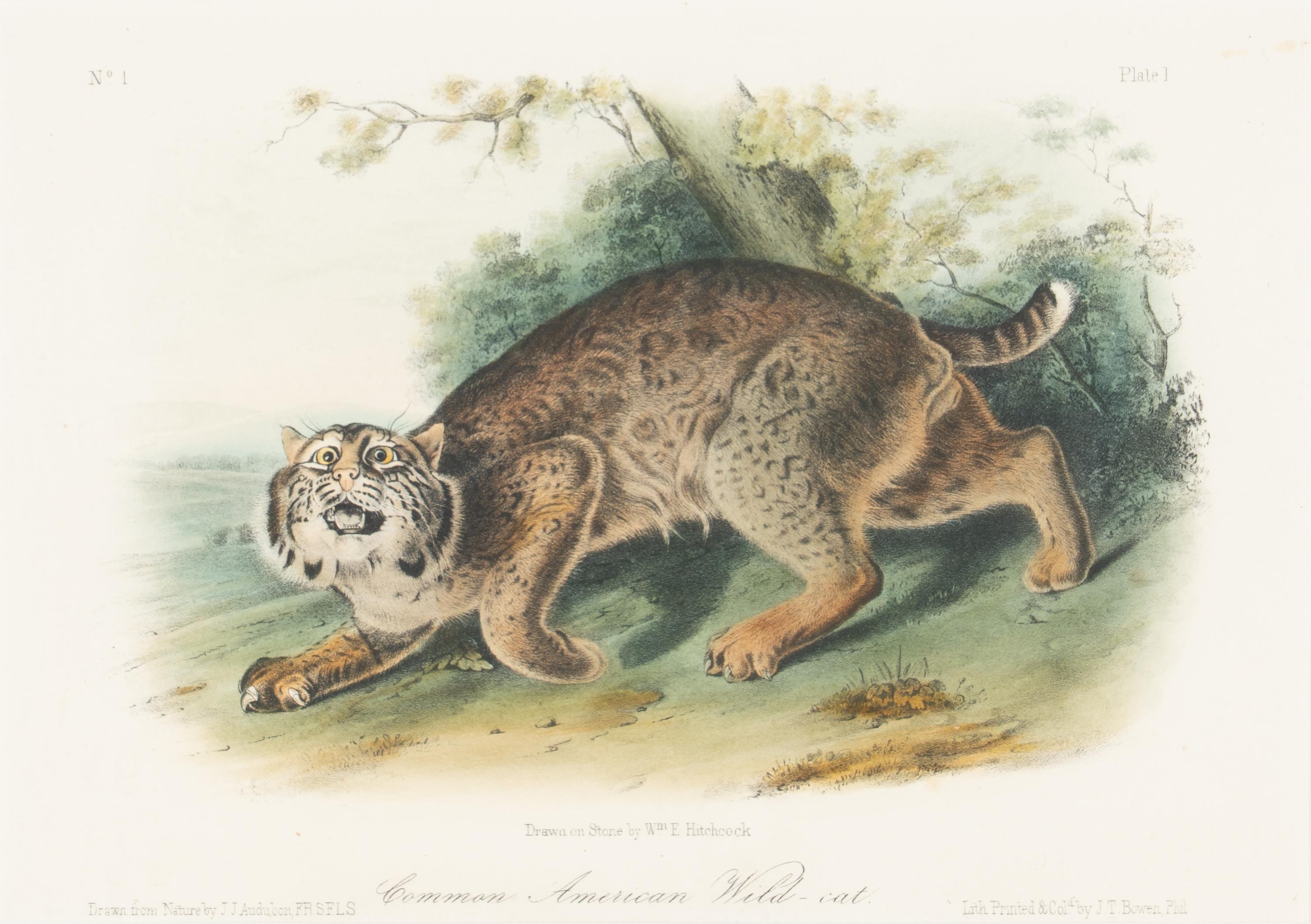 [Prints] Audubon, John James Group of 6 Lithographs from the Quadrupeds of America