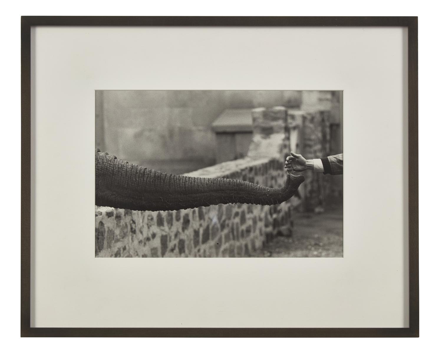 Untitled (from The Animals ) , circa 1963, printed later