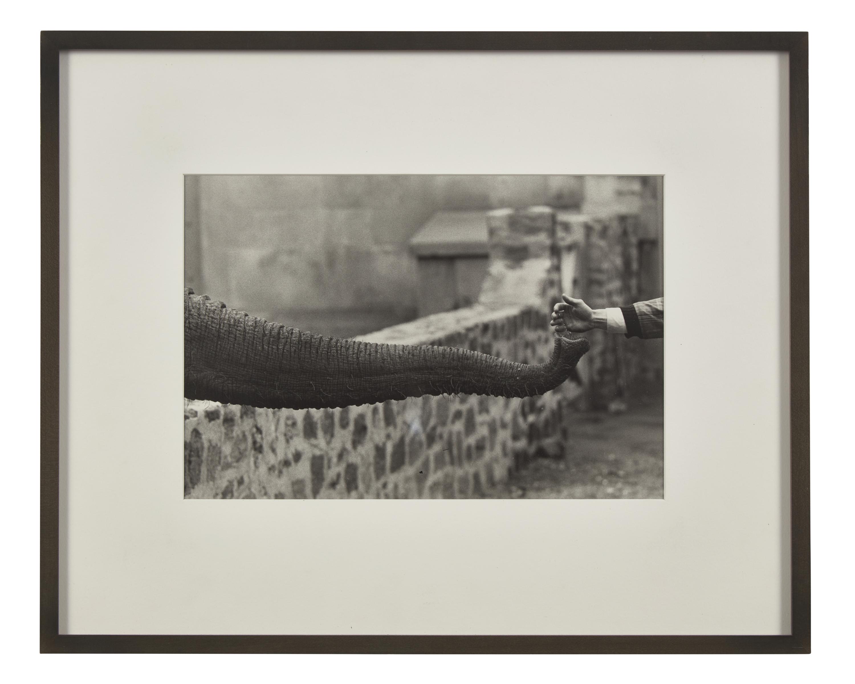 Untitled (from The Animals ) , circa 1963, printed later
