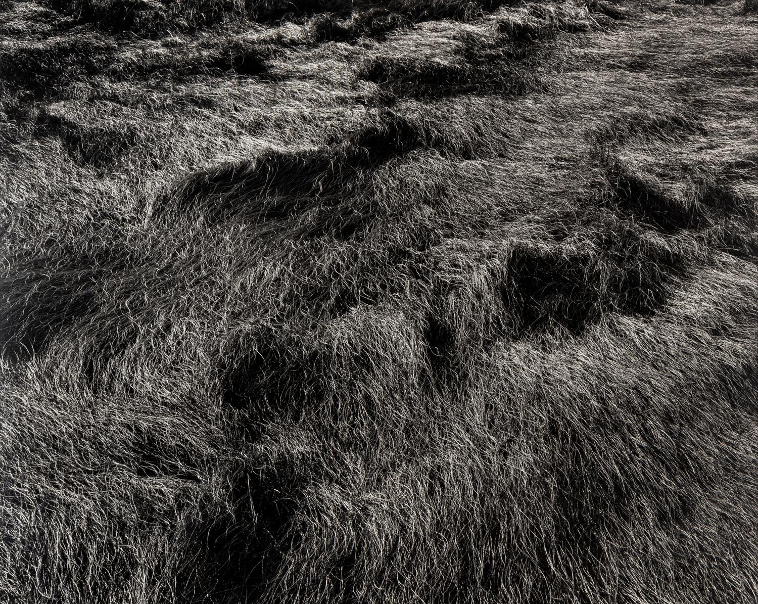Harry Callahan (1912-1999) Grasses, Massachusetts, 1965