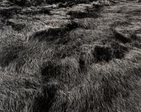 Harry Callahan (1912-1999) Grasses, Massachusetts, 1965