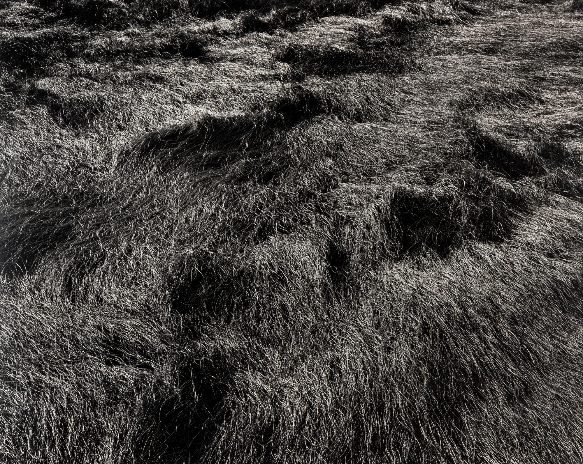 Harry Callahan (1912-1999) Grasses, Massachusetts, 1965
