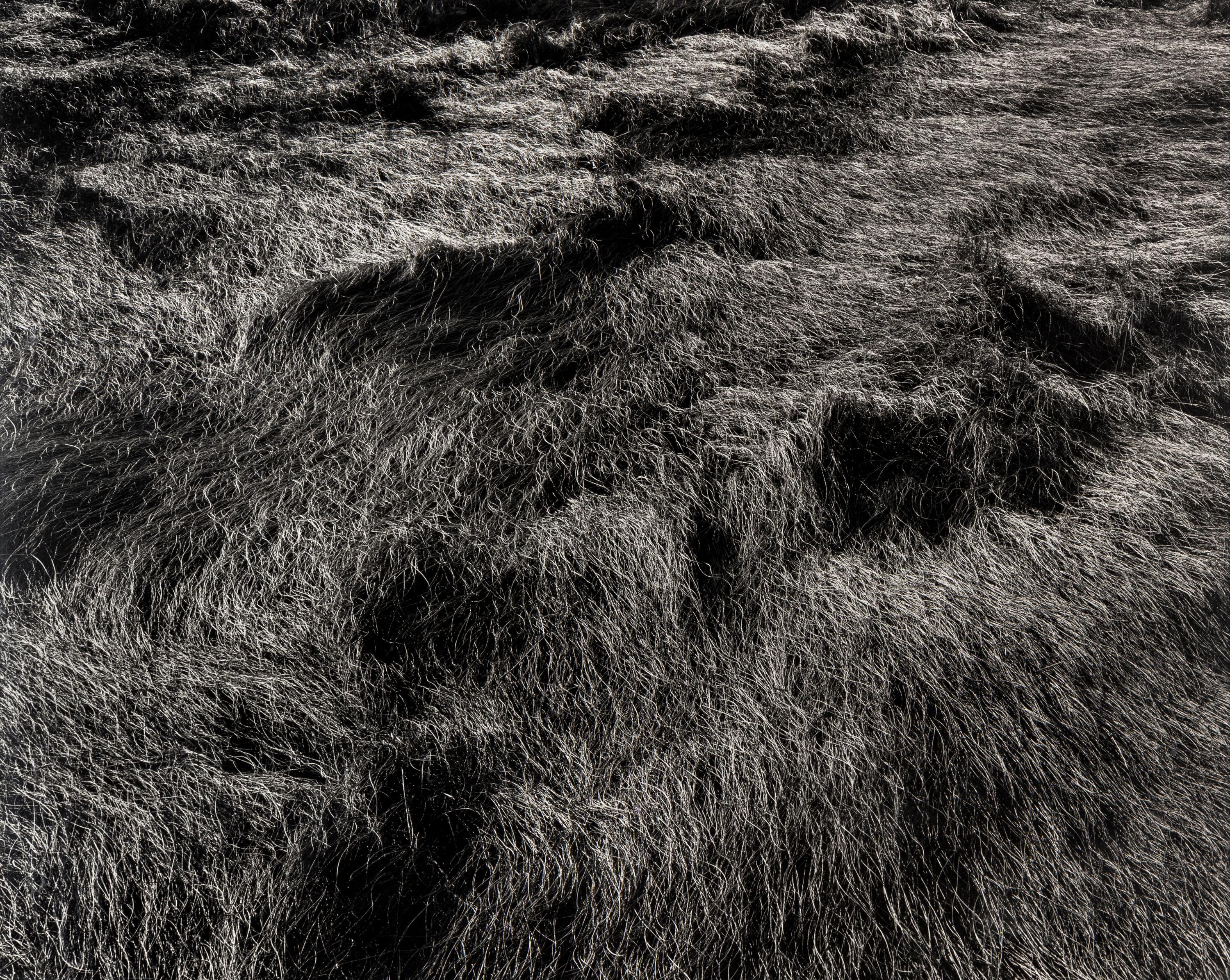 Harry Callahan (1912-1999) Grasses, Massachusetts, 1965