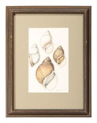 Thirteen Hand-Colored Shell Engravings
