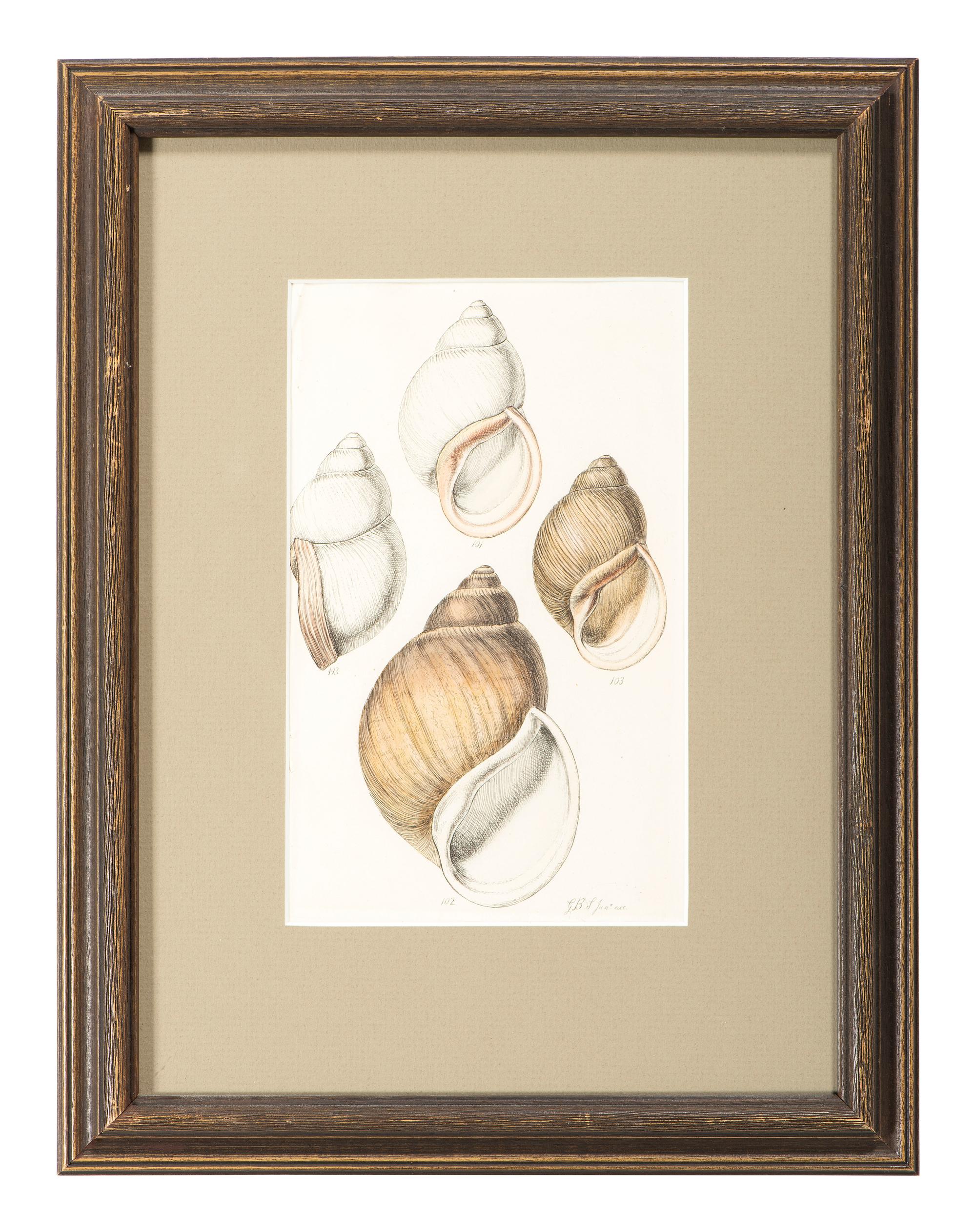 Thirteen Hand-Colored Shell Engravings