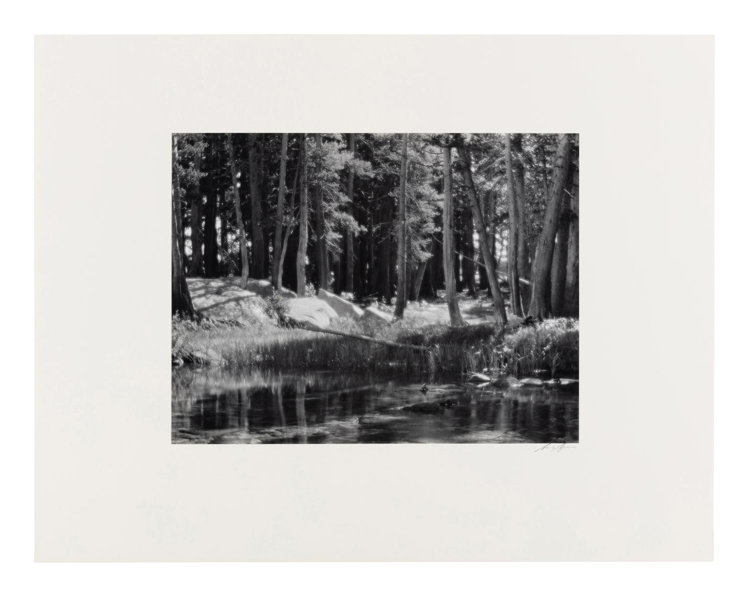 Ansel Adams (1902-1984) Lodgepole Pines, Lyell Fork of the Merced River, Yosemite National Park, California, 1921