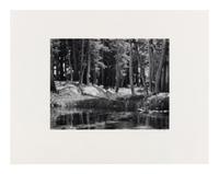 Ansel Adams (1902-1984) Lodgepole Pines, Lyell Fork of the Merced River, Yosemite National Park, California, 1921