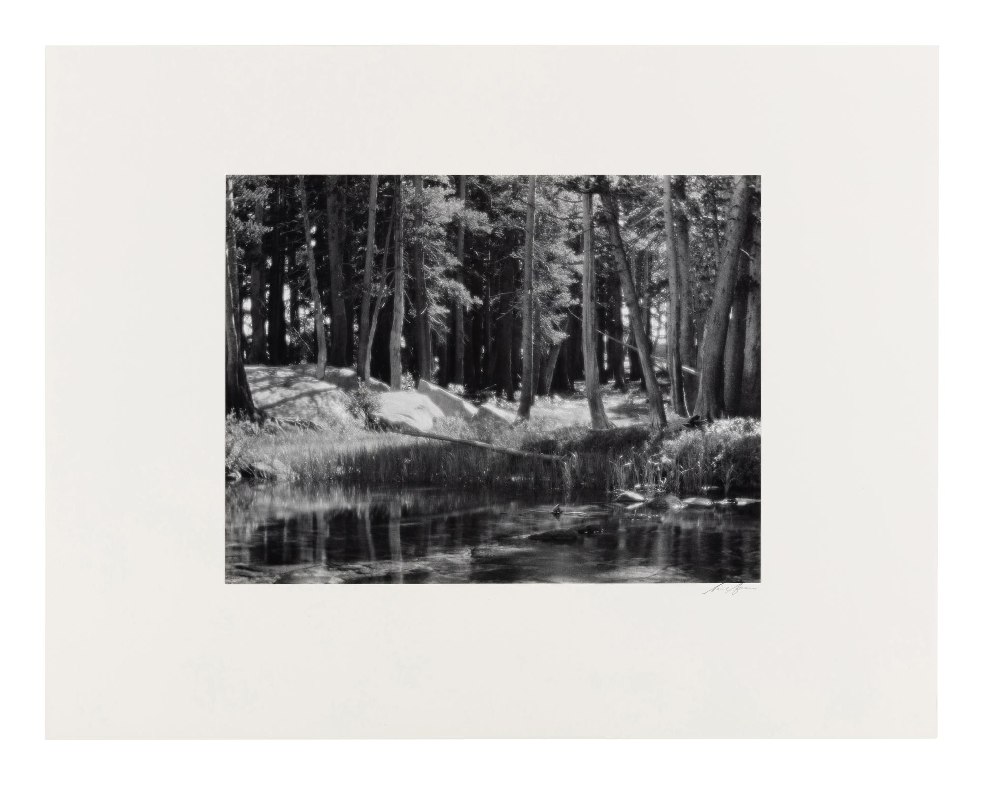 Ansel Adams (1902-1984) Lodgepole Pines, Lyell Fork of the Merced River, Yosemite National Park, California, 1921