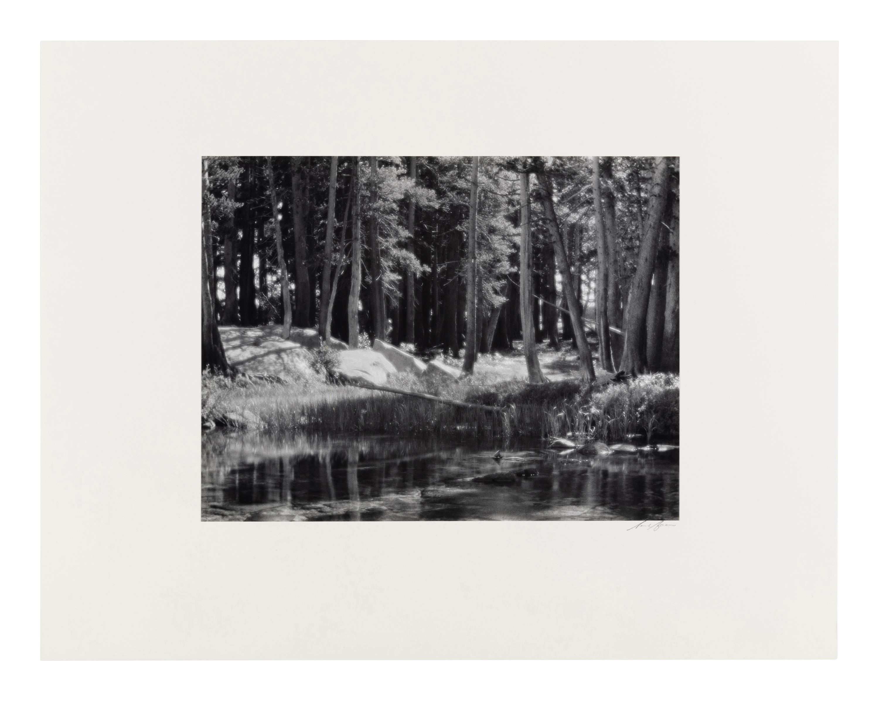 Ansel Adams (1902-1984) Lodgepole Pines, Lyell Fork of the Merced River, Yosemite National Park, California, 1921