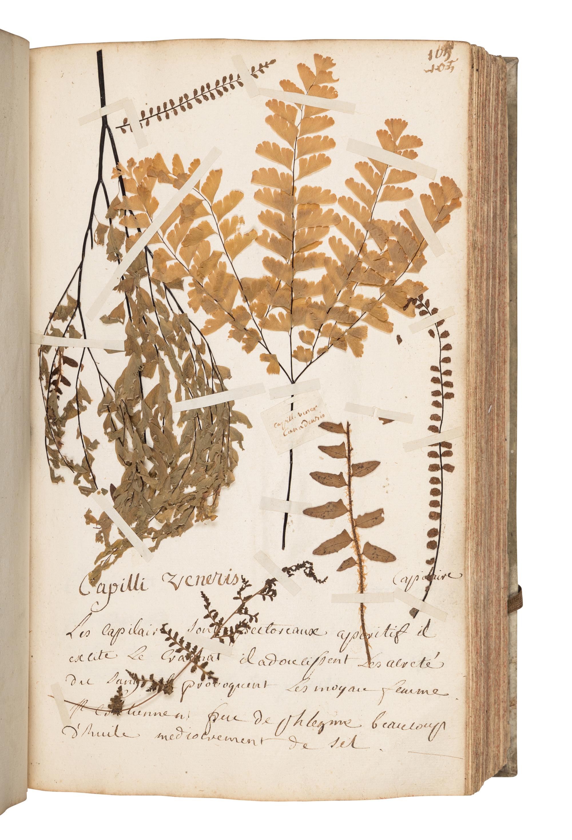 [SPECIMEN ALBUM]. JEANPIERRE, Sebastien. "Catalogue General de toutes les plantes mises pau Lettre alphabetique fait pau Sebastien Jeanpierre Garcon apotiquaire chez Le sieu Dierson M. apotiquaire." Nancy, France, 1741.