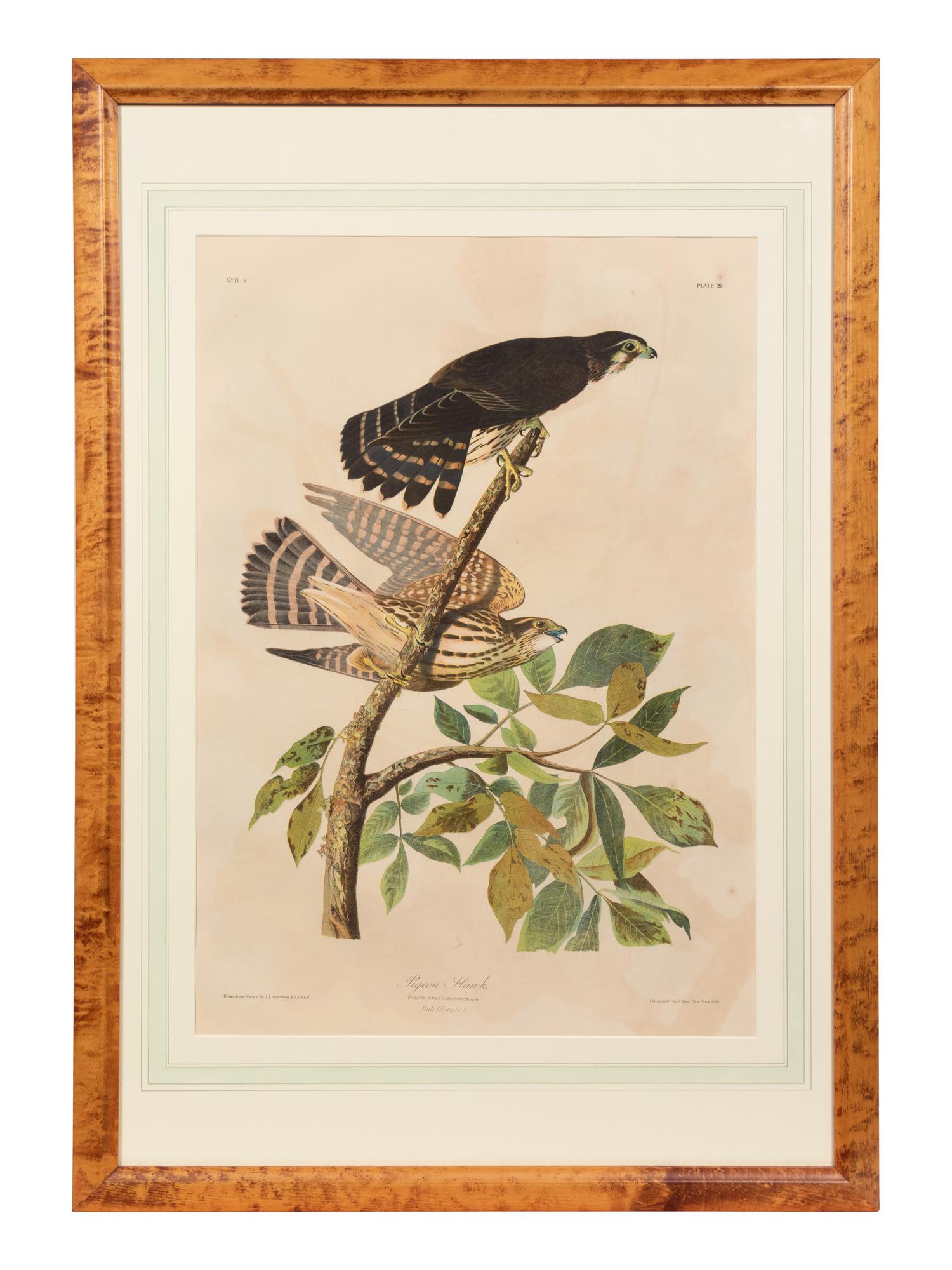 After John James Audubon (American, 1785-1851)