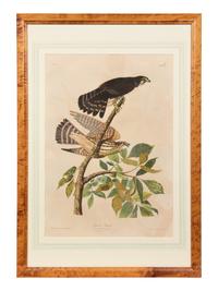 After John James Audubon (American, 1785-1851)