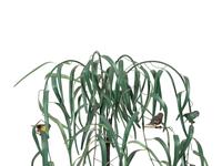A Painted Tole Model of a Willow Tree