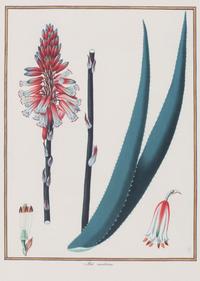 A Set of Eight Framed Botanical Prints