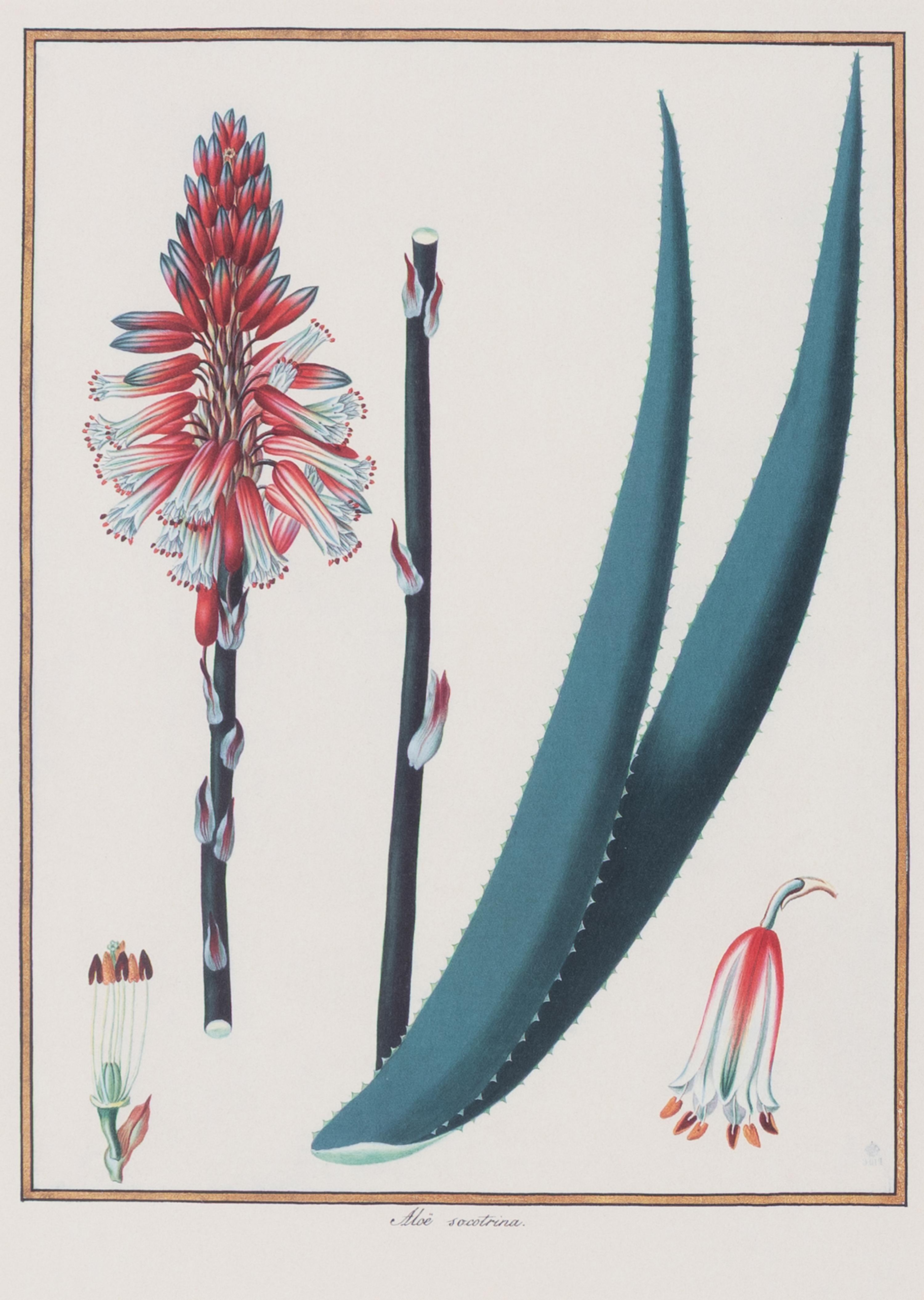A Set of Eight Framed Botanical Prints