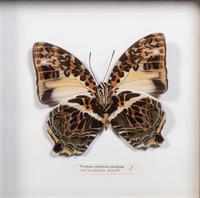 Seven Framed Groups of Lepidopterological Specimens