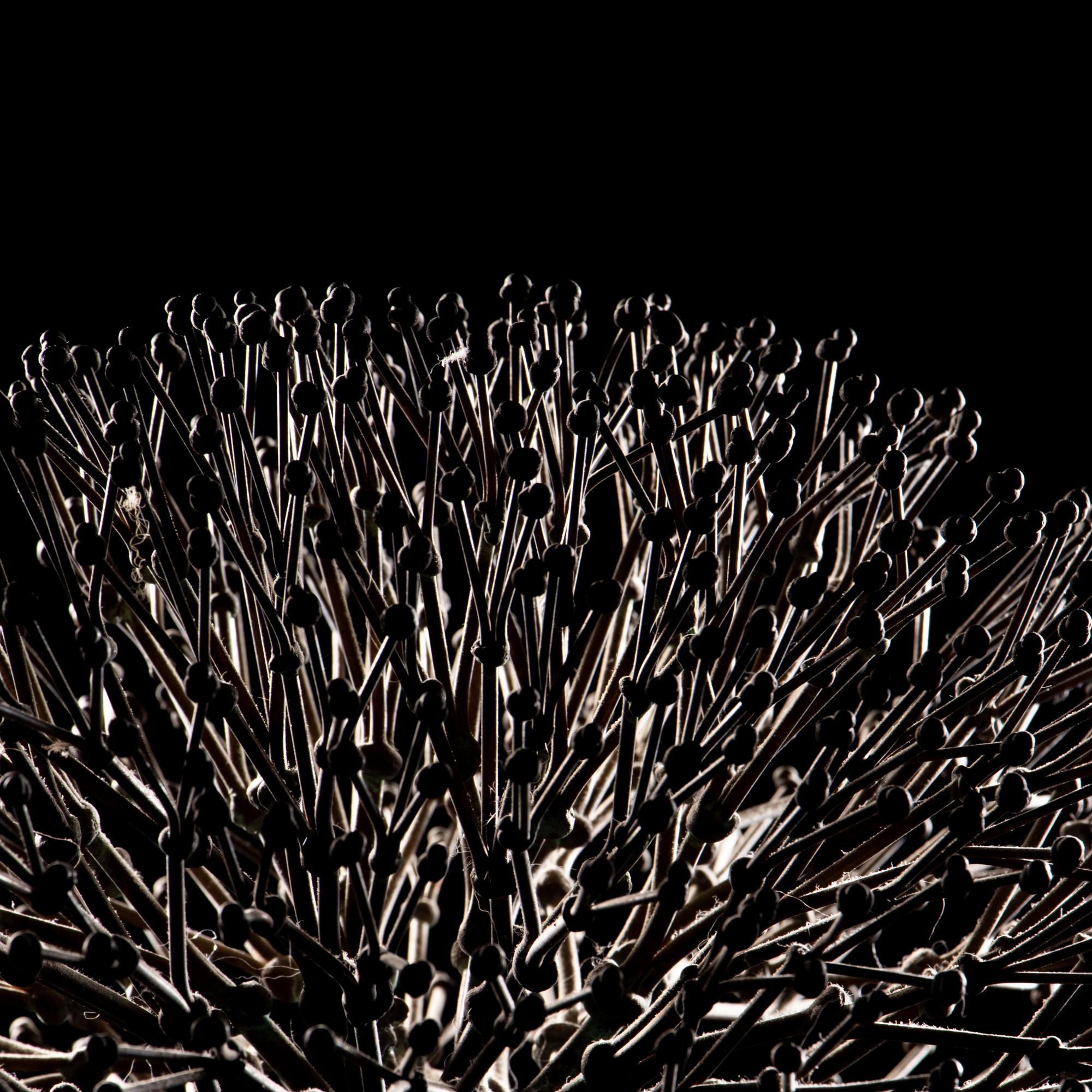 Untitled (Bush)