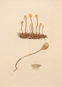 Five German Hand-Colored Engravings of Various Fungi (19th Century)