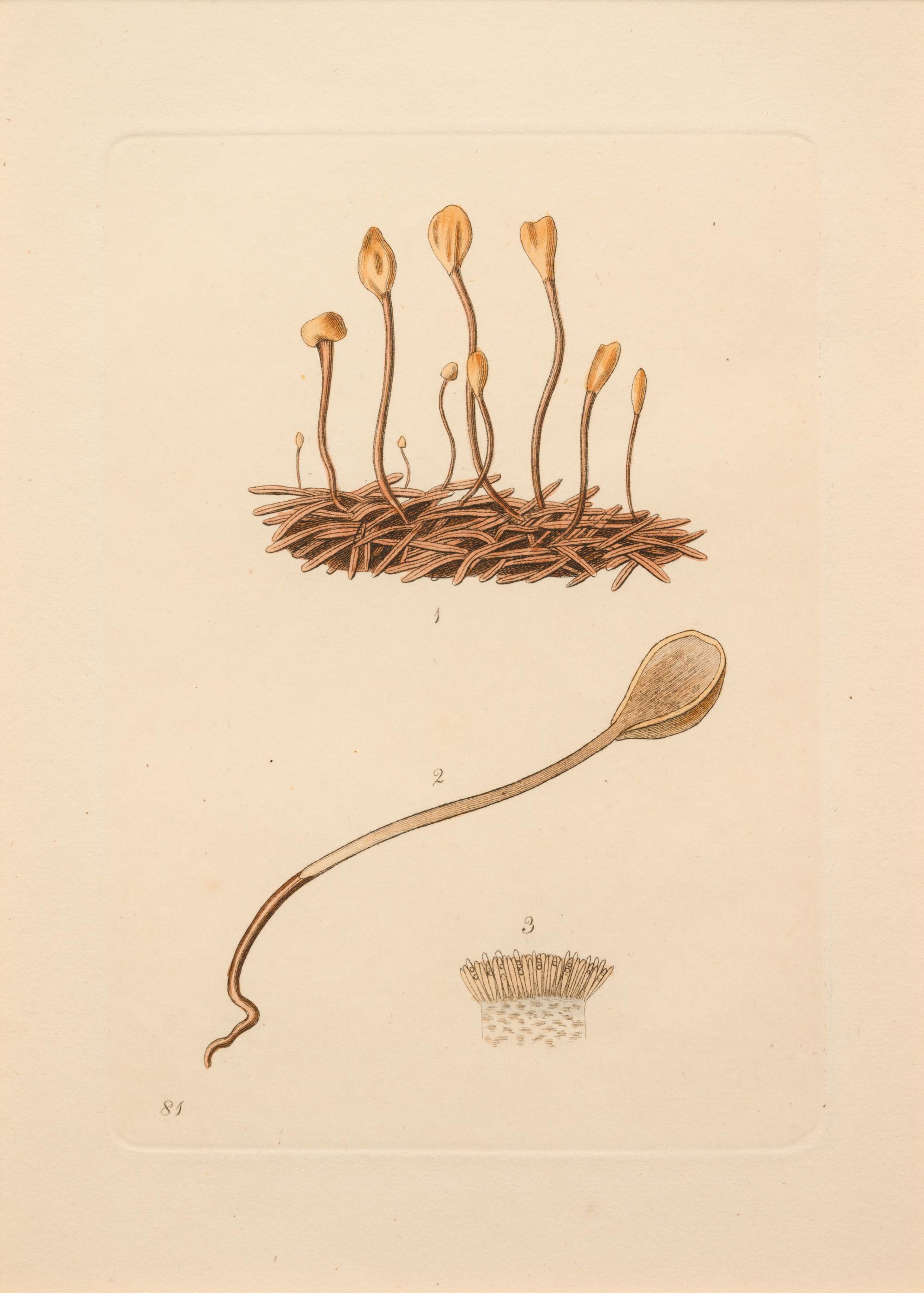 Five German Hand-Colored Engravings of Various Fungi (19th Century)