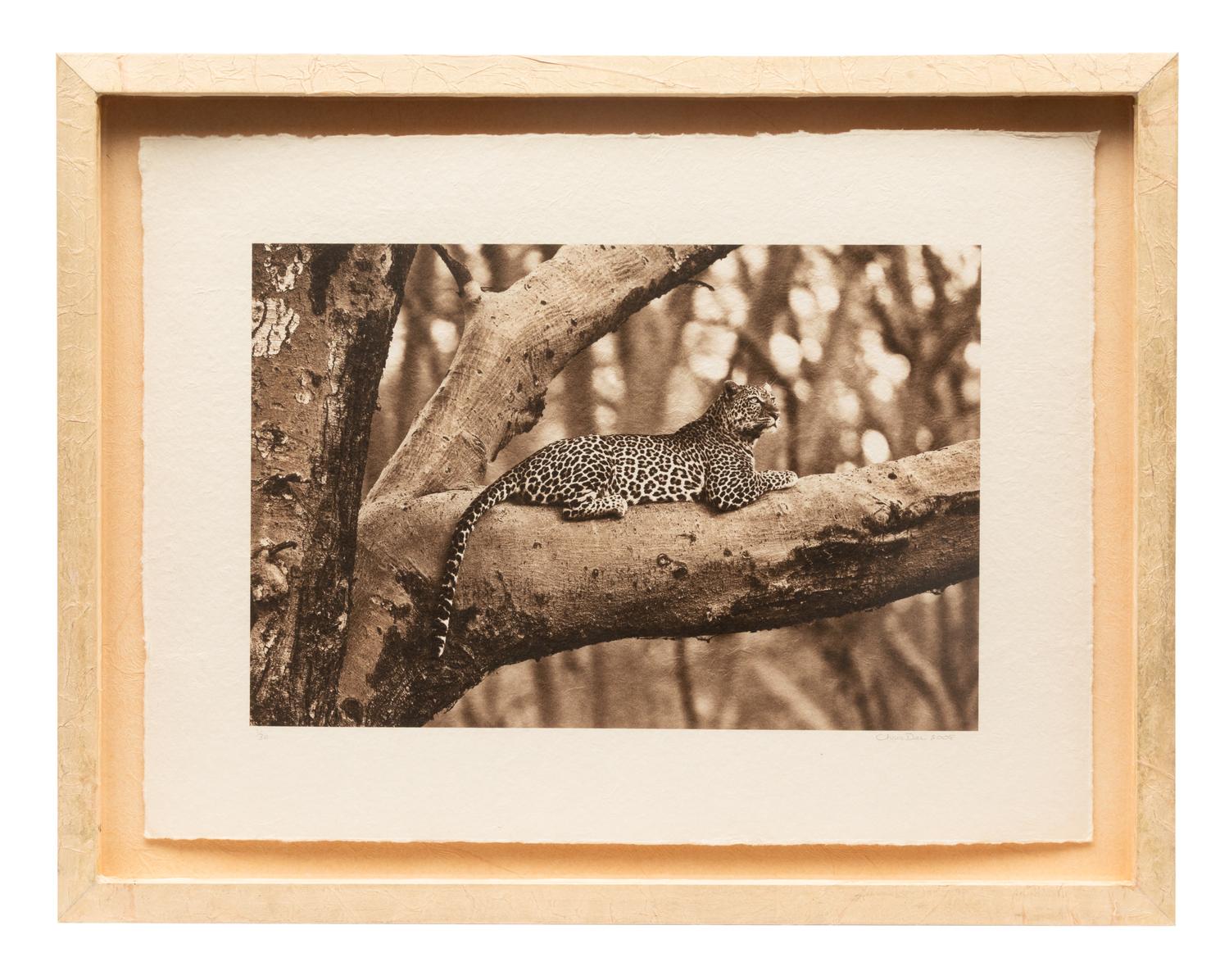 Leopard in Fever Tree #2 edition 1/30, 2008
