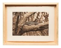 Leopard in Fever Tree #2 edition 1/30, 2008