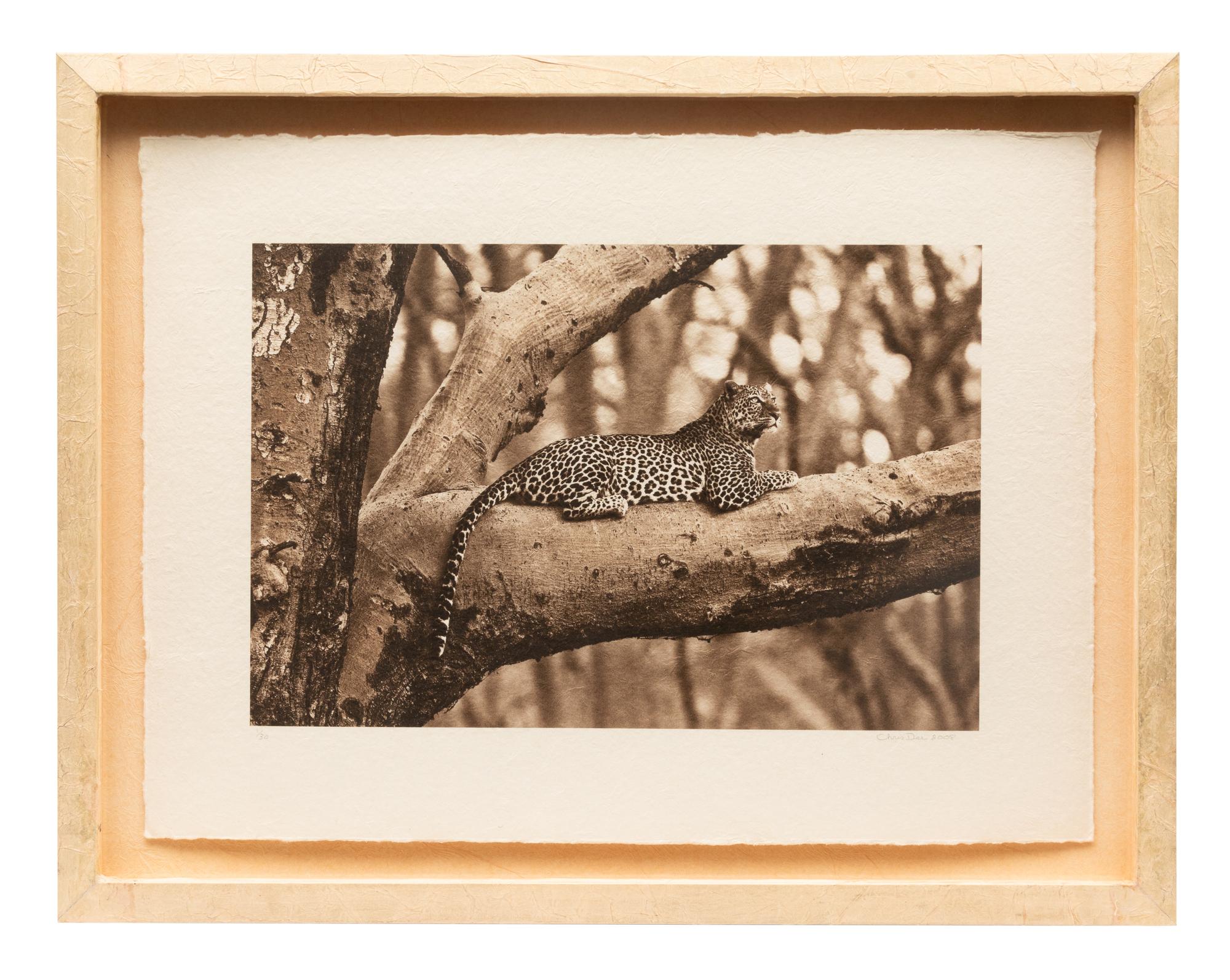 Leopard in Fever Tree #2 edition 1/30, 2008