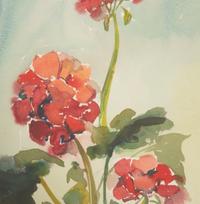 Geraniums