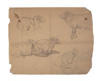 Farm Animal Studies: F older of Eighteen (18) Pencil Drawings