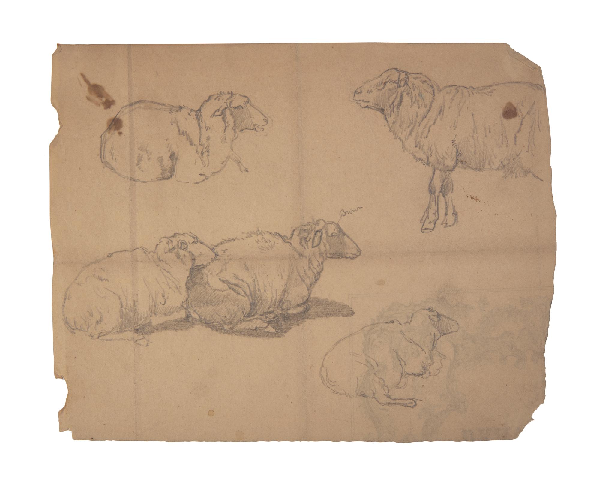 Farm Animal Studies: F older of Eighteen (18) Pencil Drawings