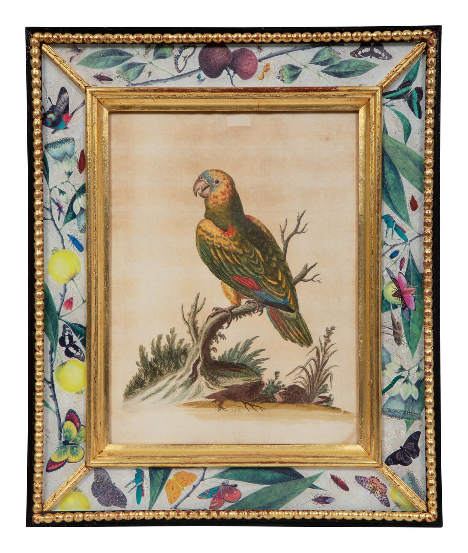 A Set of Twelve Hand-Colored Engravings of Parrots from A Natural History of Uncommon Birds by George Edwards (English, 1694-1773)