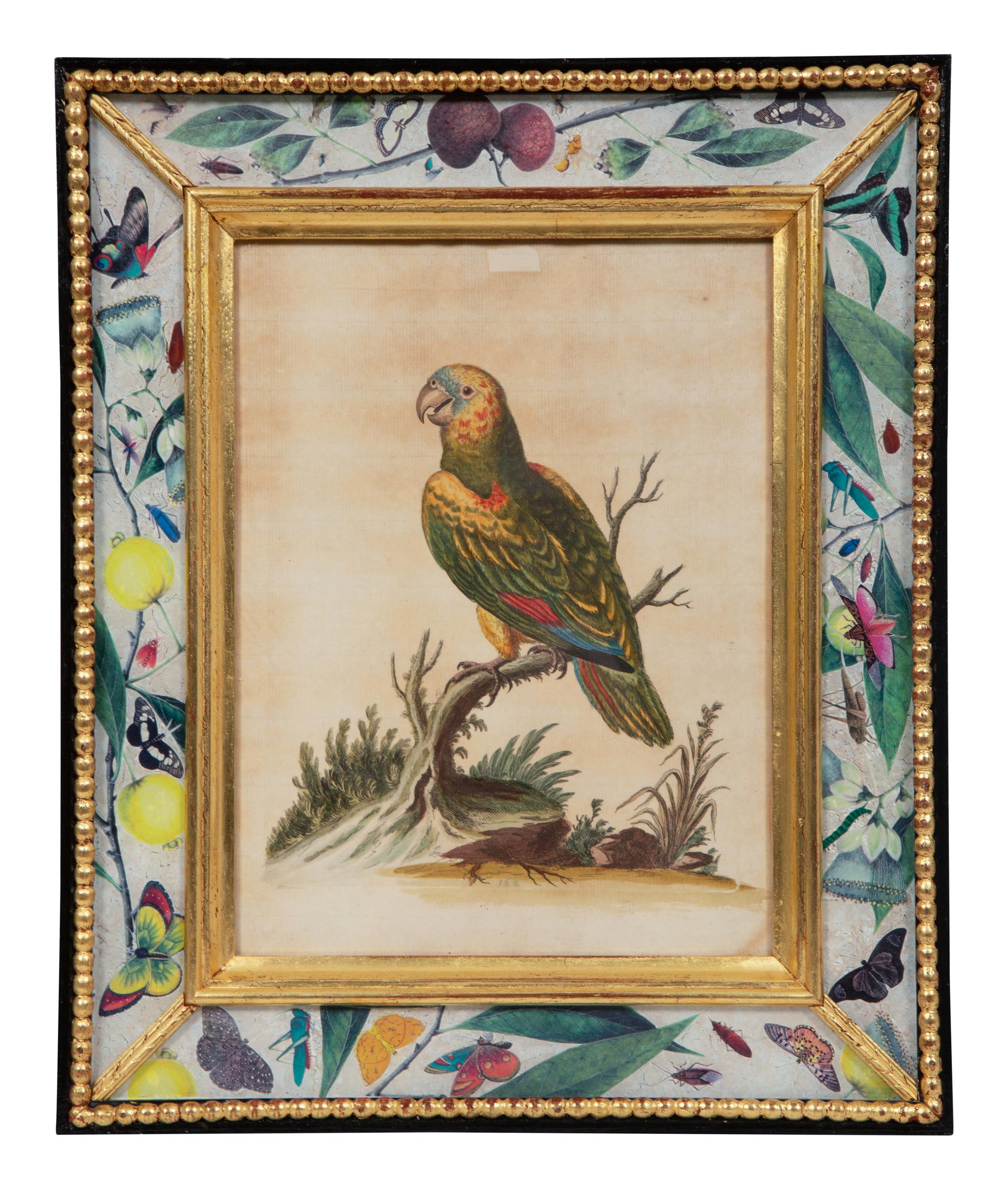 A Set of Twelve Hand-Colored Engravings of Parrots from A Natural History of Uncommon Birds by George Edwards (English, 1694-1773)