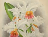 A Set of Twelve Framed Botanical Lithographs