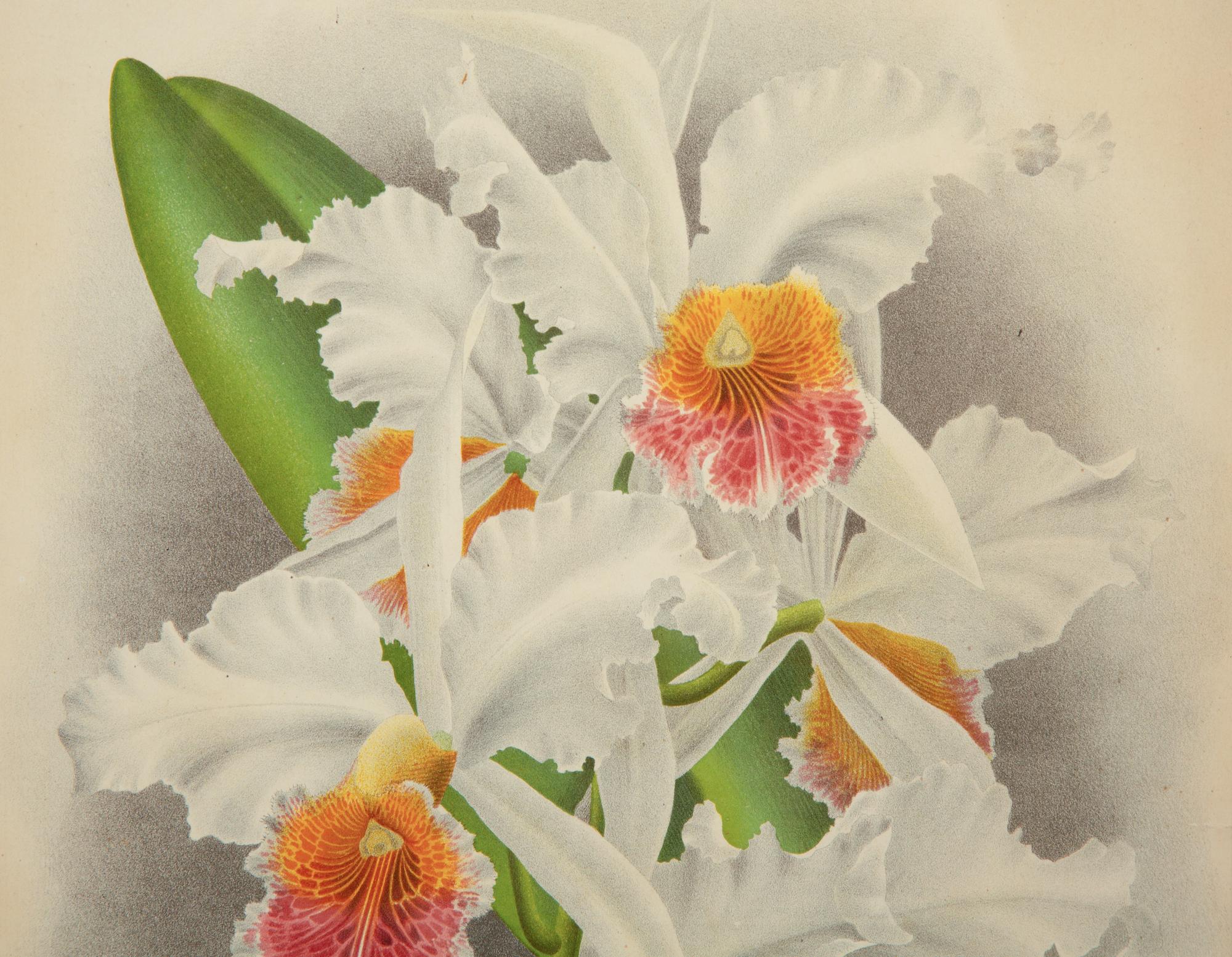 A Set of Twelve Framed Botanical Lithographs