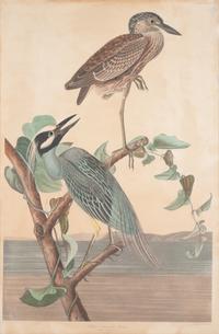 AUDUBON, John James (1785-1851).