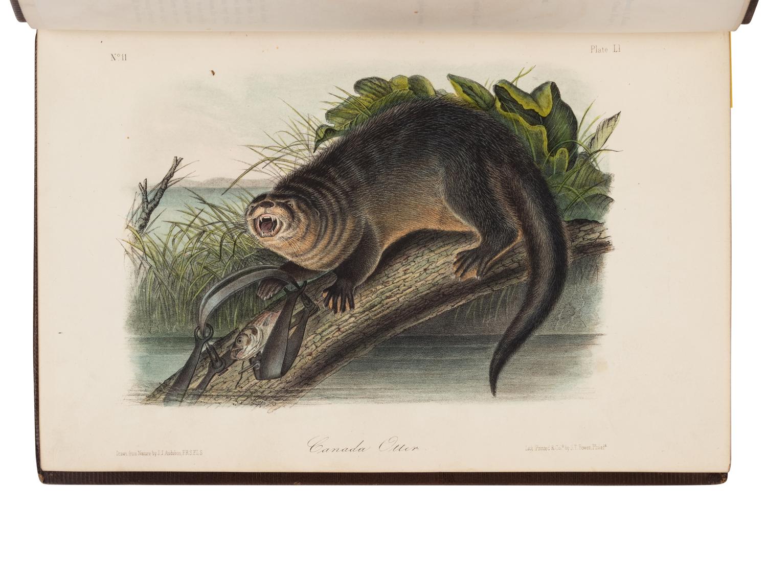 Audubon, John James, and John Bachman. The Quadrupeds of North America
