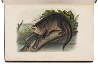 Audubon, John James, and John Bachman. The Quadrupeds of North America