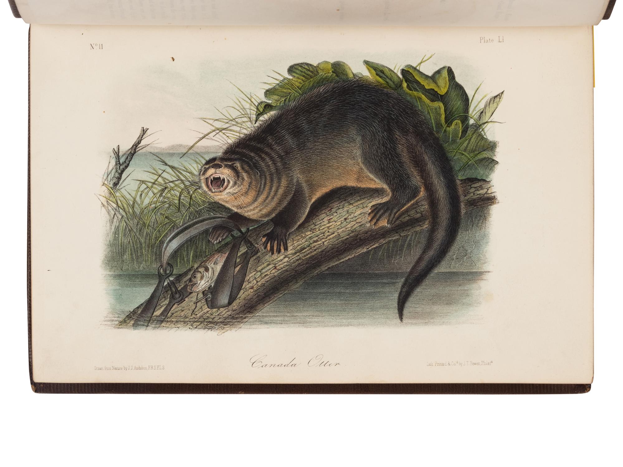 Audubon, John James, and John Bachman. The Quadrupeds of North America