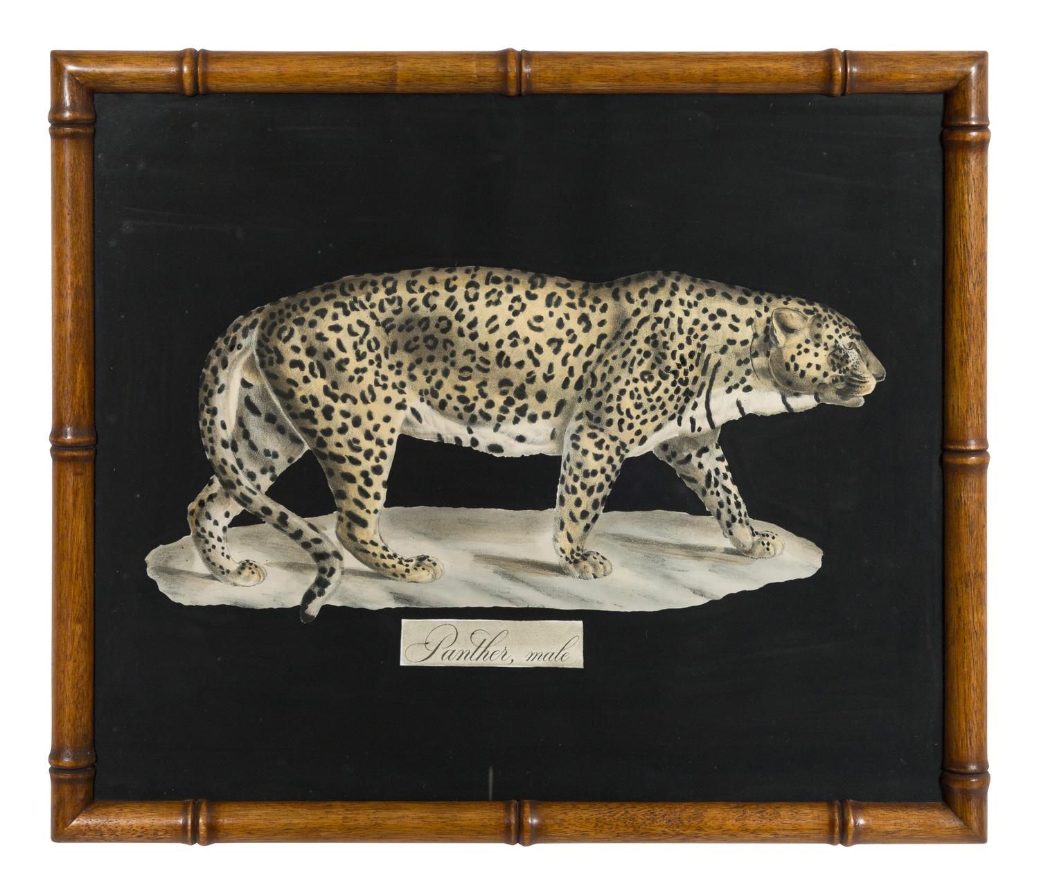 A Collection of Four Large Cat Prints