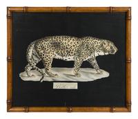 A Collection of Four Large Cat Prints