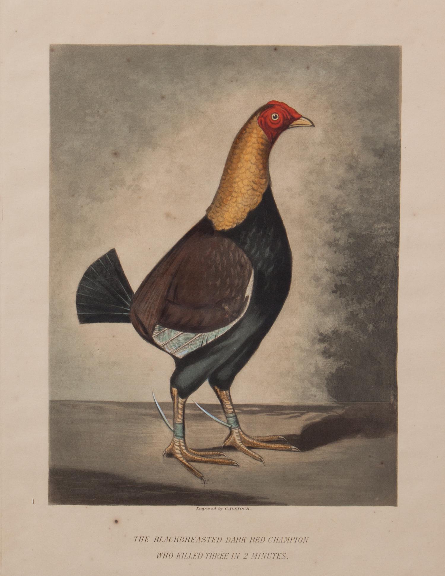 Two Handcolored Engravings 11 3/4 x 8 3/4 inches. — C. R. STOCK (BRITISH)
