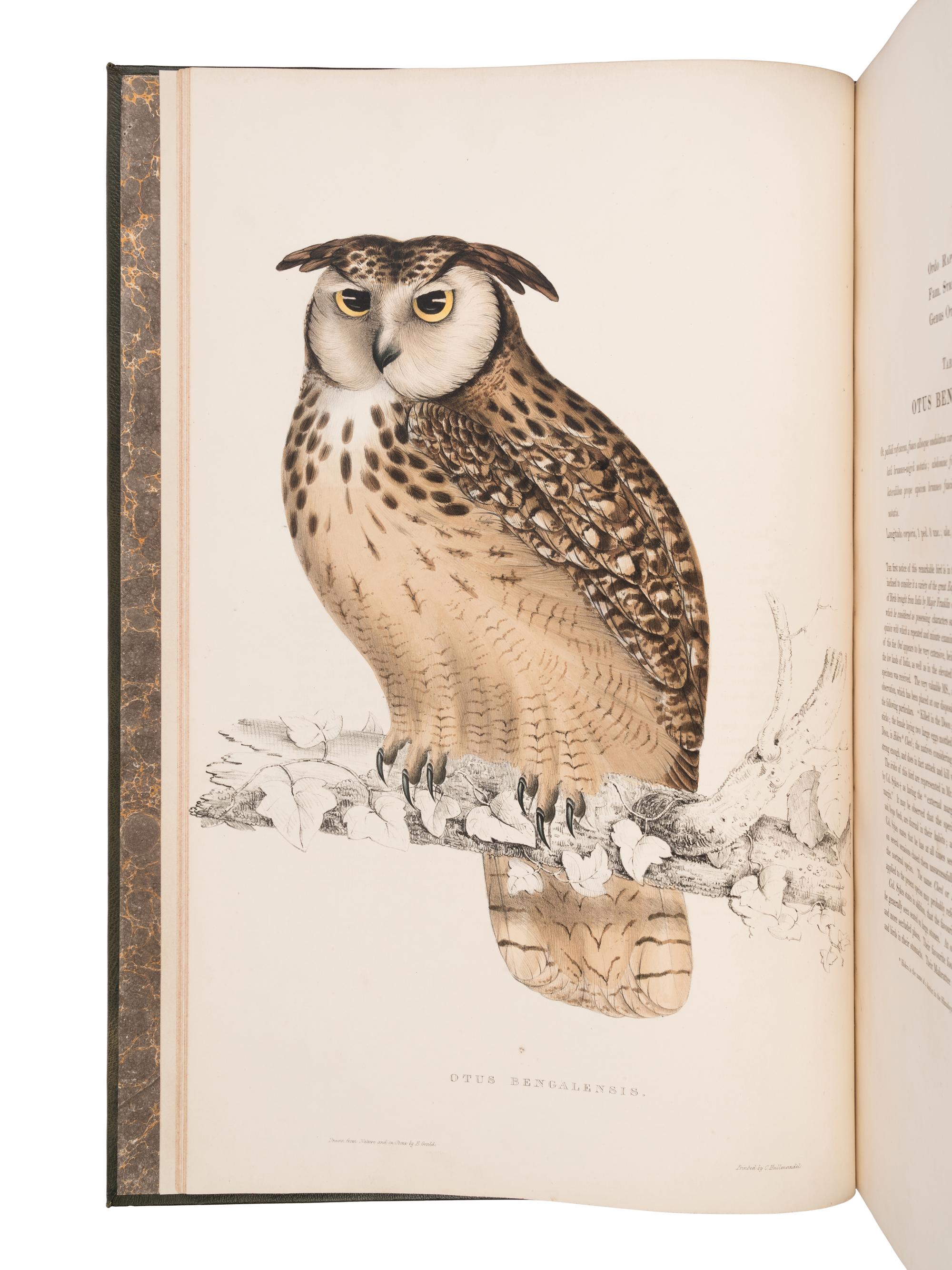 [NATURAL HISTORY]. GOULD, John (1804-1881) and Nicholas Aylward VIGORS (1787-1840). A Century of Birds from the Himalaya Mountains . London: [for the Author], 1831-[1832].