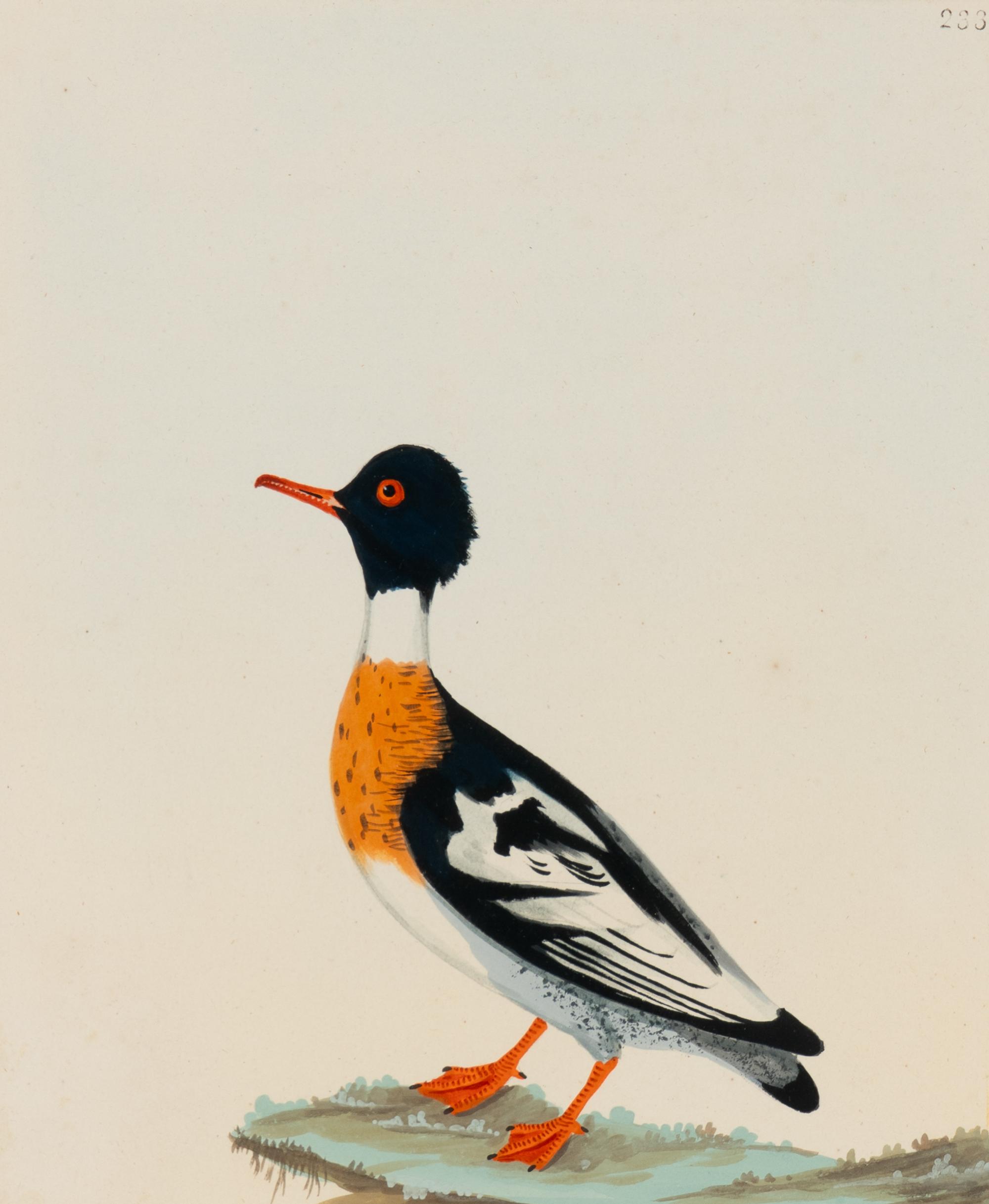 Six Bird Portraits