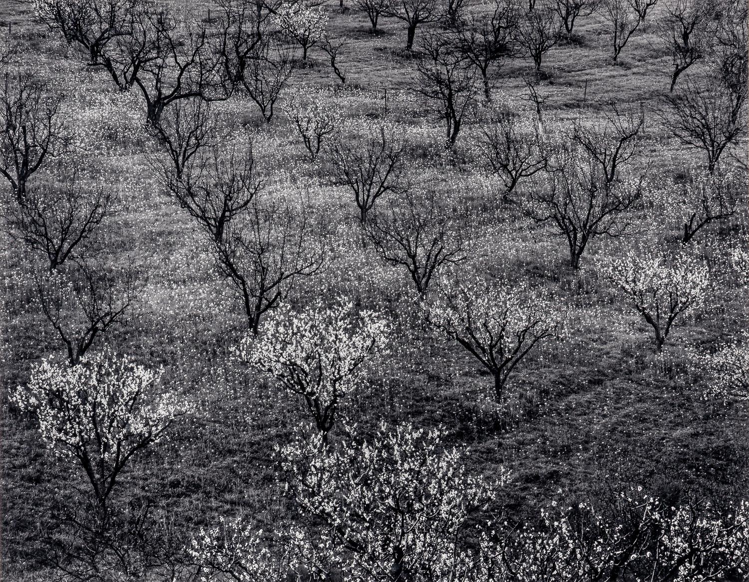 Ansel Adams (1902–1984) Orchard, Early Spring, Portola Valley, California, c. 1953