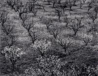 Ansel Adams (1902–1984) Orchard, Early Spring, Portola Valley, California, c. 1953