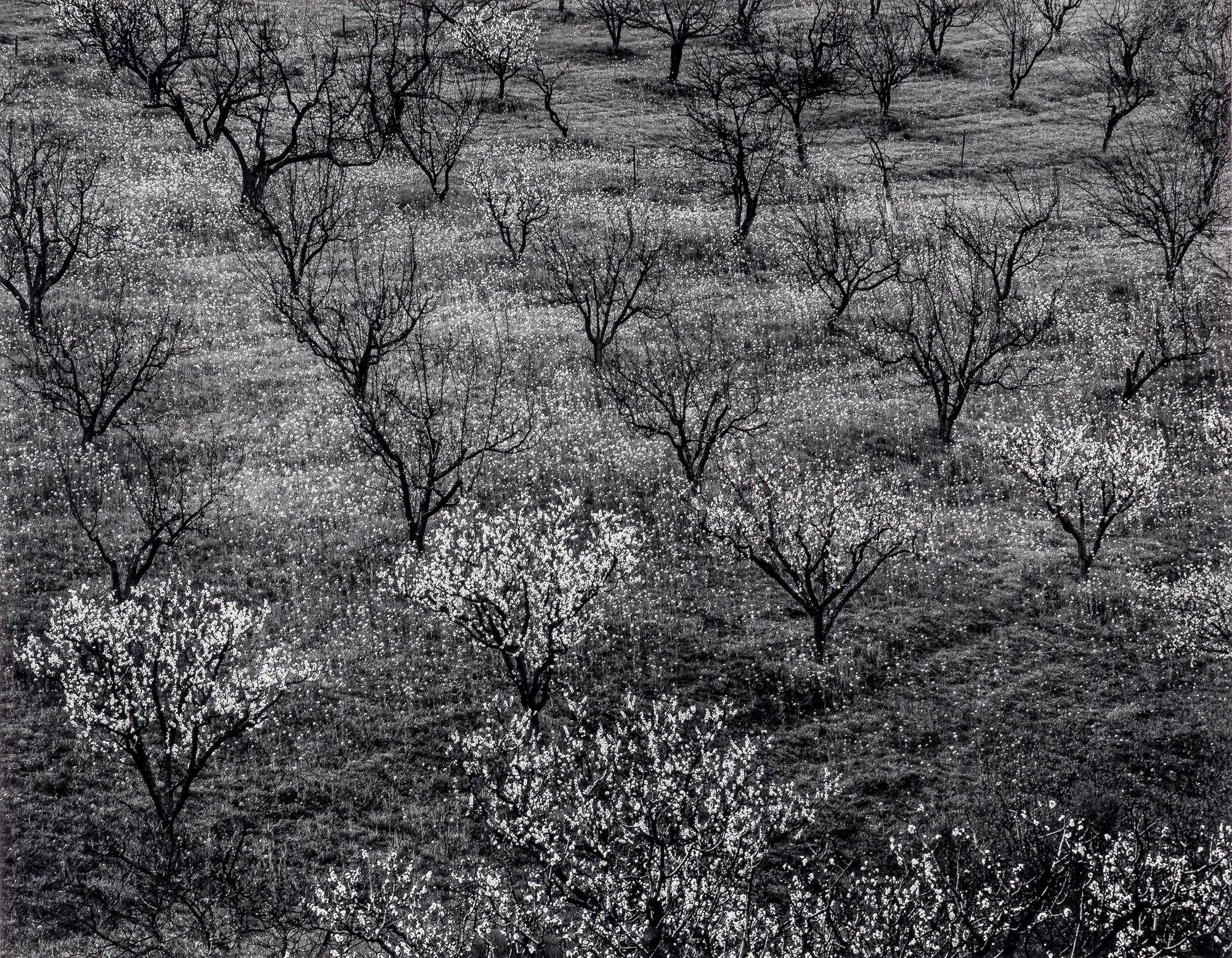 Ansel Adams (1902–1984) Orchard, Early Spring, Portola Valley, California, c. 1953